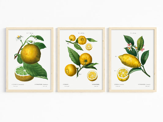 Botanical Vintage Lemons Plants & Fruits - Set of 3 Prints