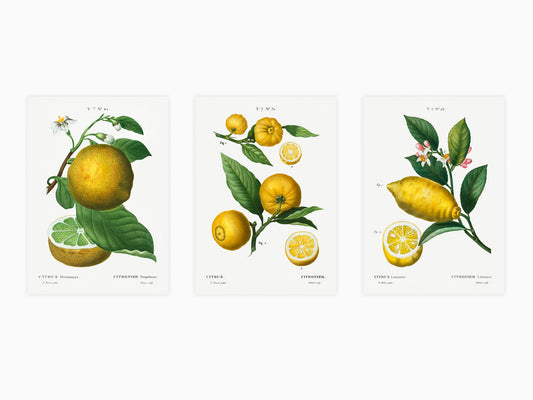 Botanical Vintage Lemons Plants & Fruits - Set of 3 Prints