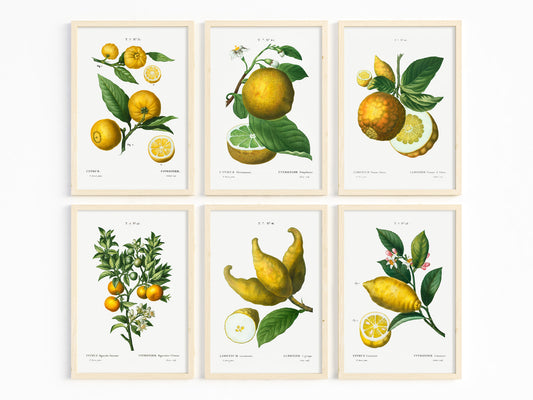 Botanical Vintage Lemons Plants & Fruits - Set of 6 Prints