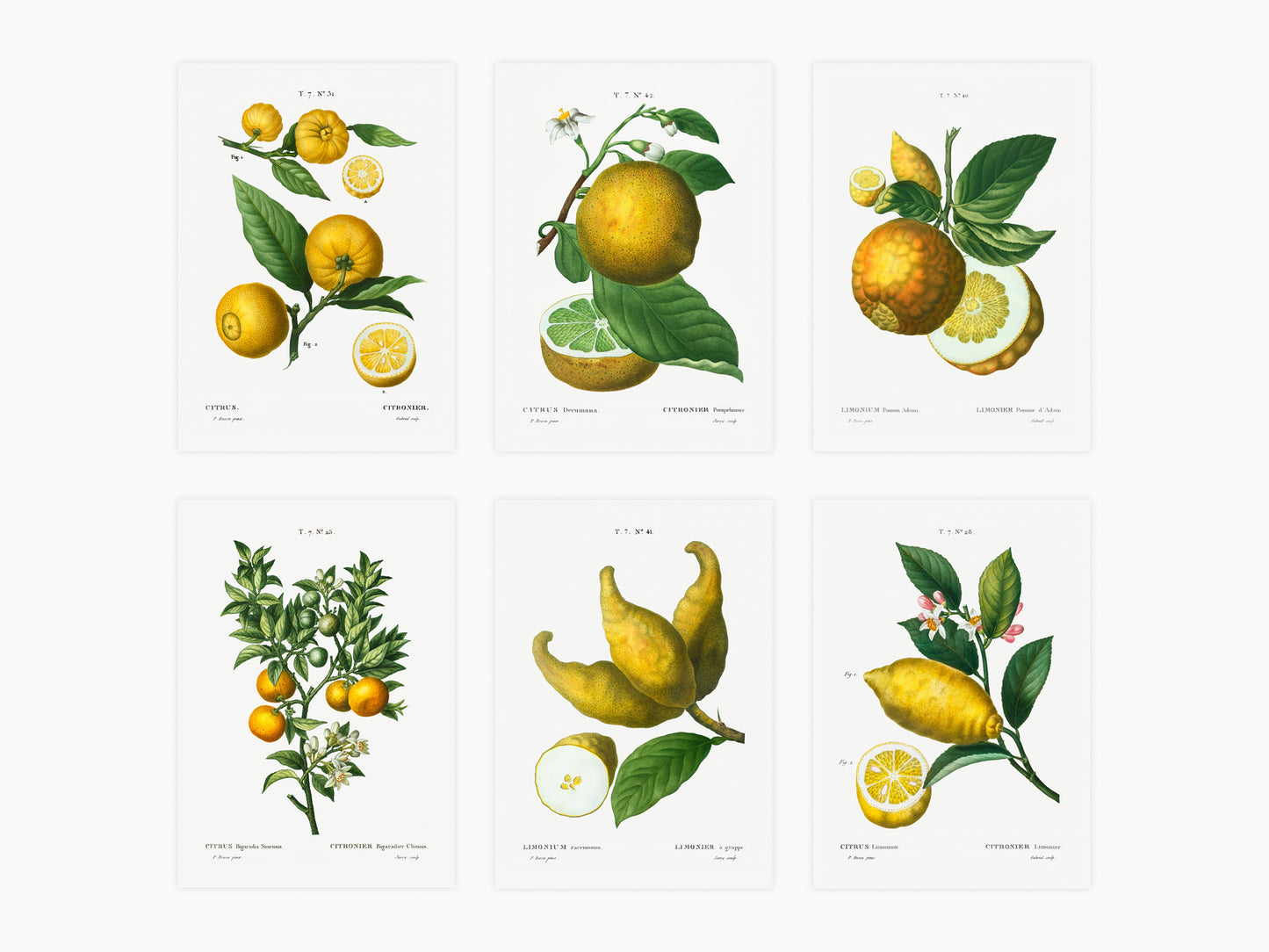 Botanical Vintage Lemons Plants & Fruits - Set of 6 Prints