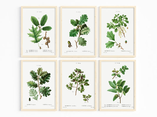 Vintage Oak Tree Species - Set of 6 Prints