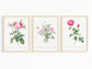 Botanical Vintage Roses - Set of 3 Prints