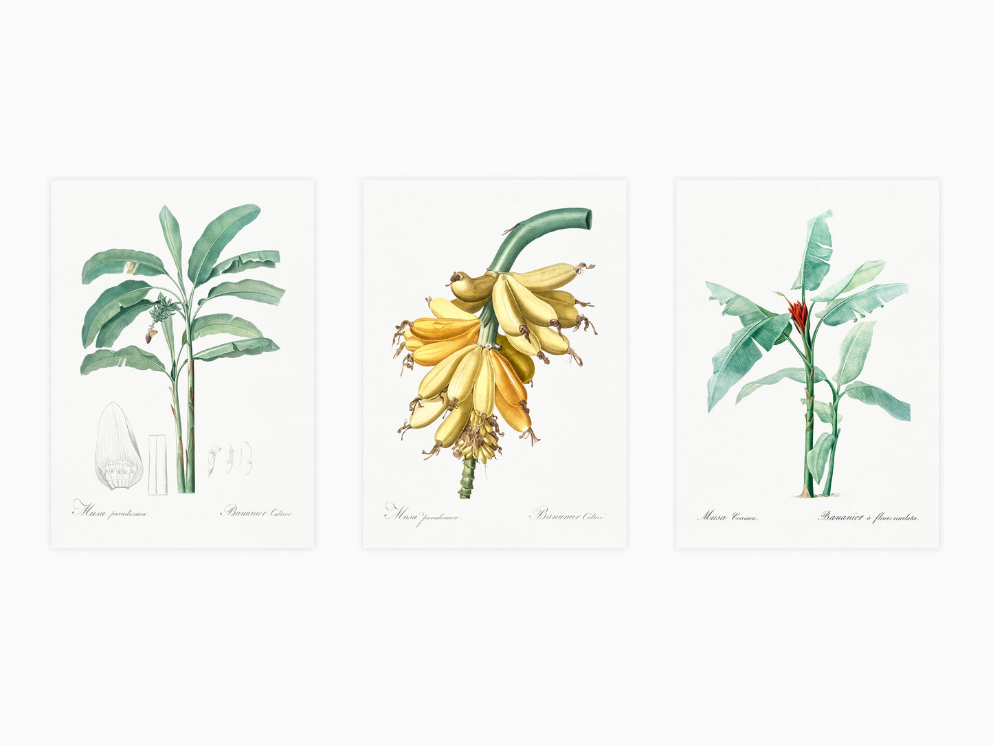 Botanical Vintage Banana Plants & Fruits - Set of 3 Prints