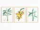 Botanical Vintage Banana Plants & Fruits - Set of 3 Prints