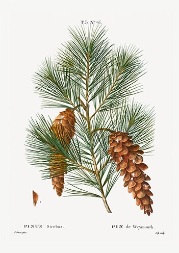 Vintage Pines Trees - Set of 3 Prints