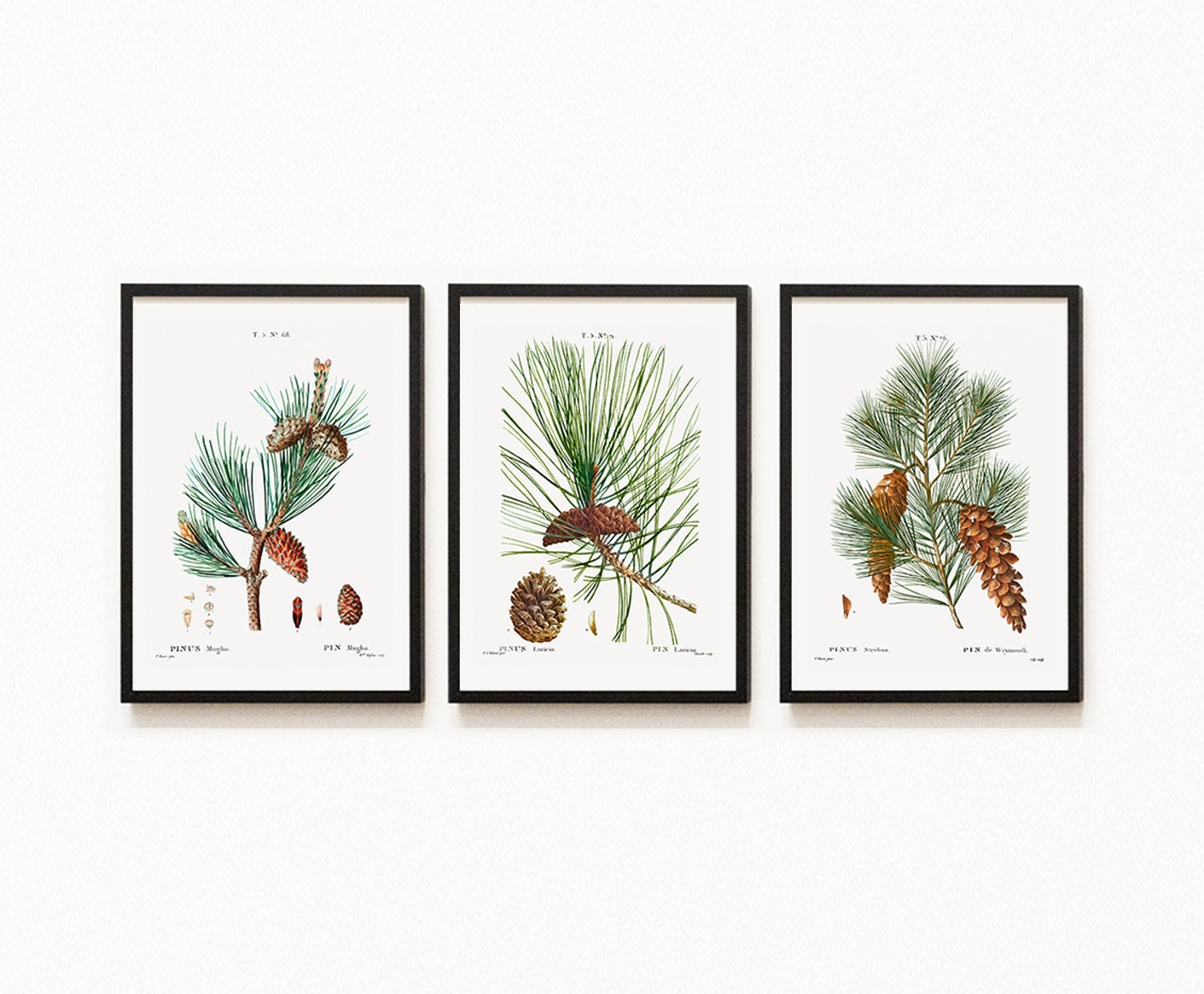 Vintage Pines Trees - Set of 3 Prints