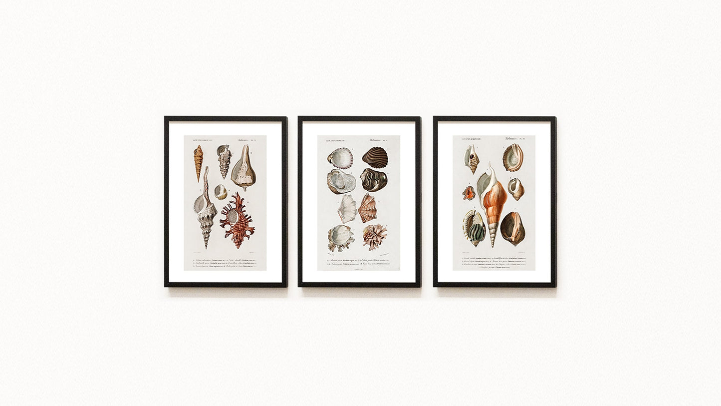 Vintage Nautical Seashells - Set of 3 Prints