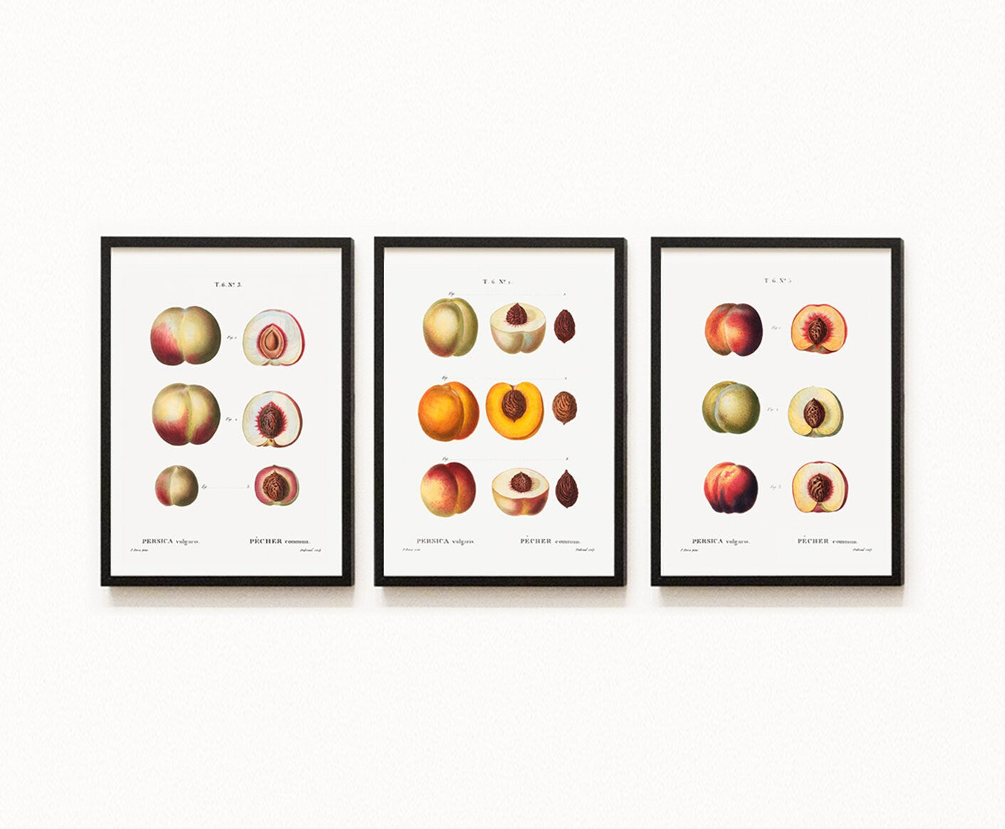 Vintage Peach Fruits - Set of 3 Prints