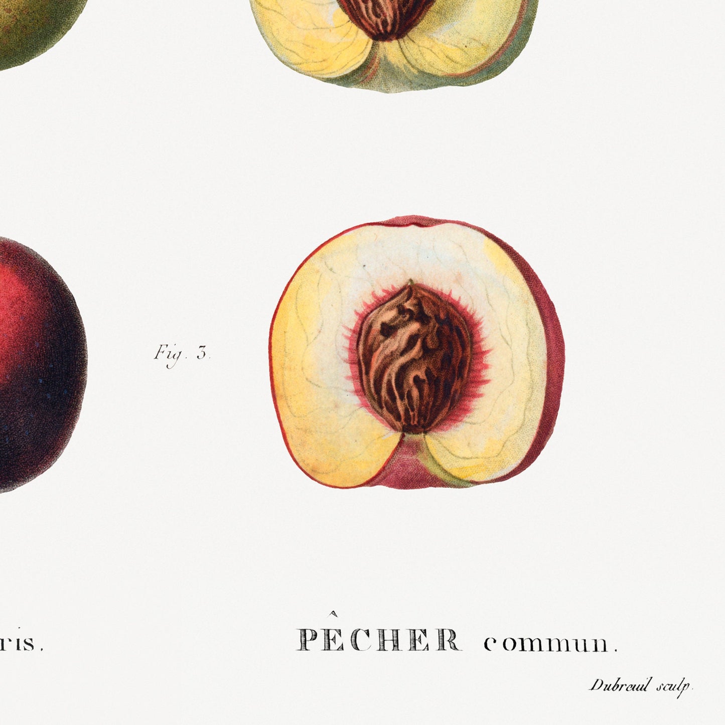 Vintage Peach Fruits - Set of 3 Prints