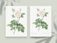 Botanical Vintage White Roses - Set of 6 Prints