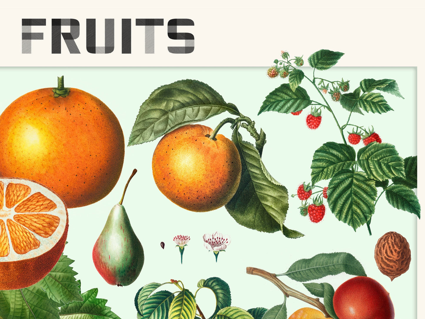 Botanical Vintage Fruits - Kitchen Chart Print