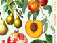 Botanical Vintage Fruits - Kitchen Chart Print