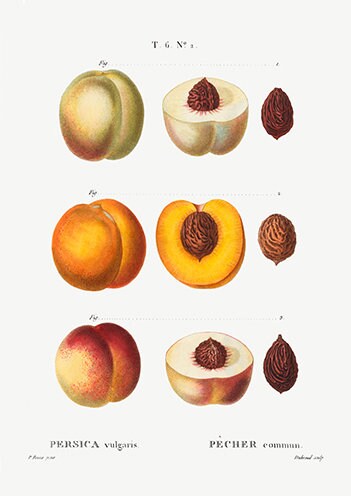 Vintage Peach Fruits - Set of 3 Prints