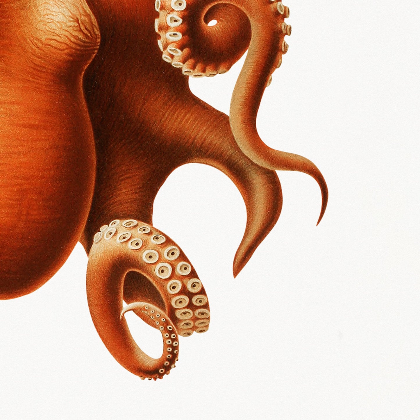 Vintage Nautical Octopus Art Print