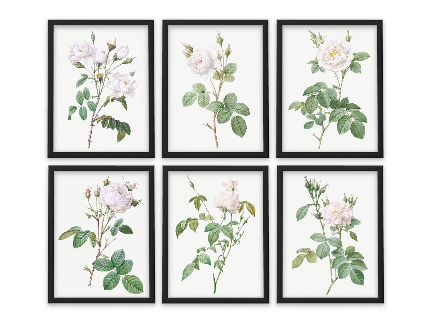 Botanical Vintage White Roses - Set of 6 Prints