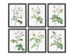 Botanical Vintage White Roses - Set of 6 Prints