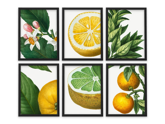 Vintage Lemon Twist - Set of 6 Prints