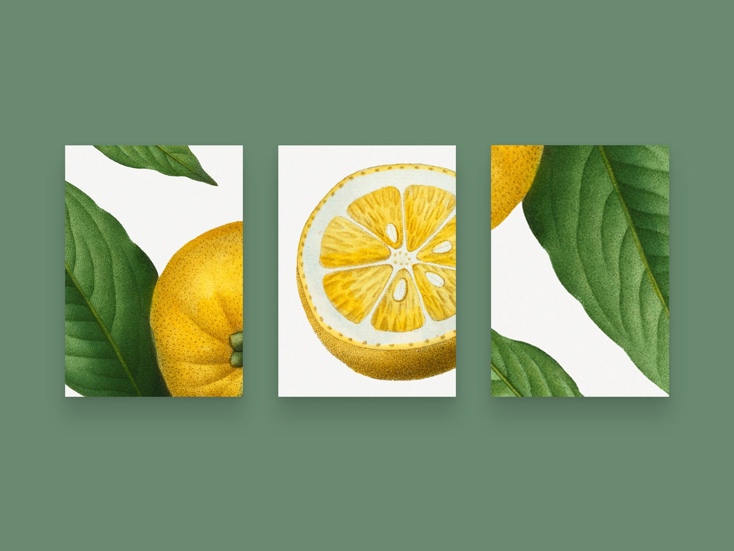 Vintage Lemon Twist - Set of 3 Prints