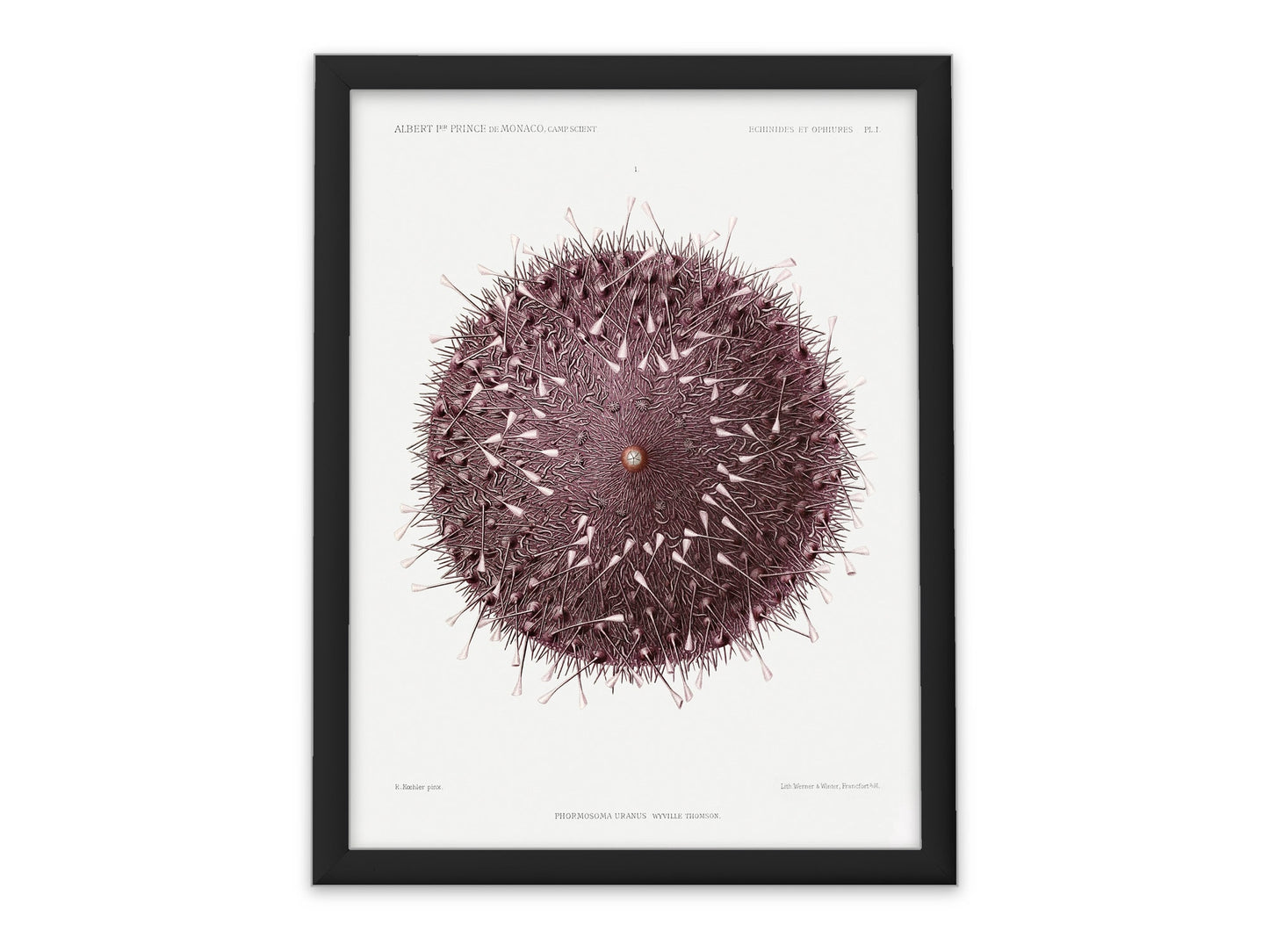 Vintage Sea Urchin Art Print