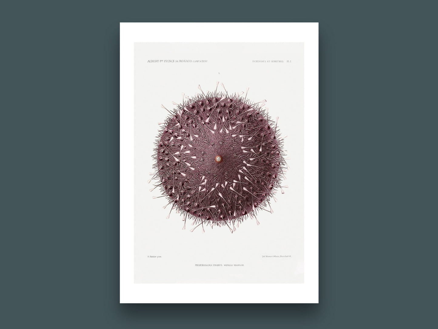 Vintage Sea Urchin Art Print