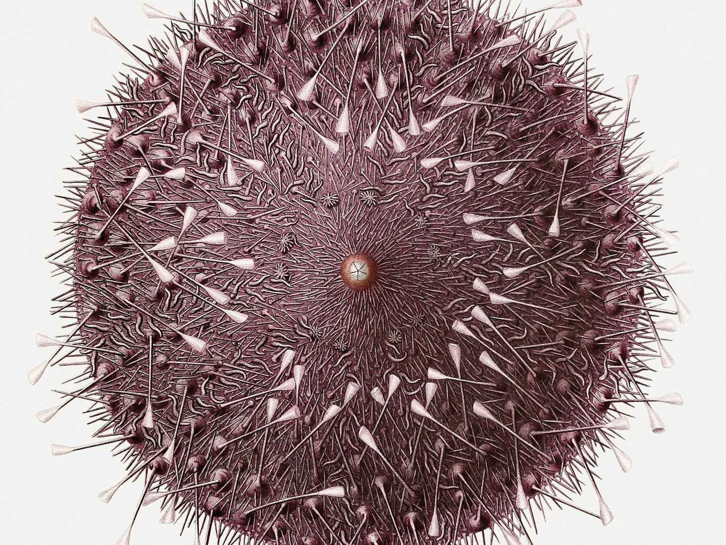 Vintage Sea Urchin Art Print