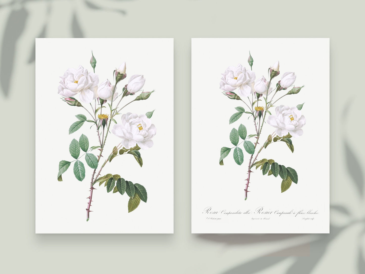 Botanical Vintage White Roses - Set of 6 Prints