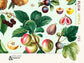 Botanical Vintage Fruits - Kitchen Chart Print