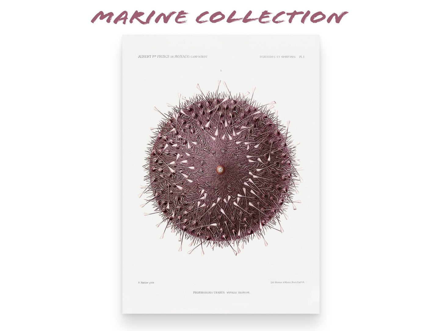 Vintage Sea Urchin Art Print