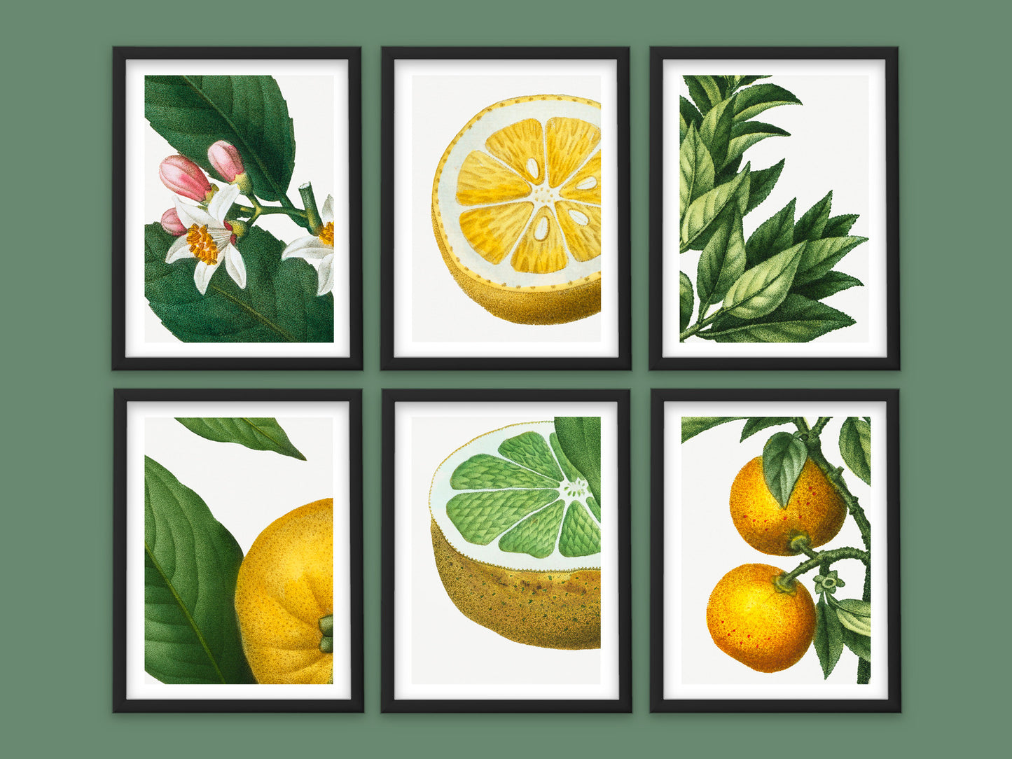 Vintage Lemon Twist - Set of 6 Prints