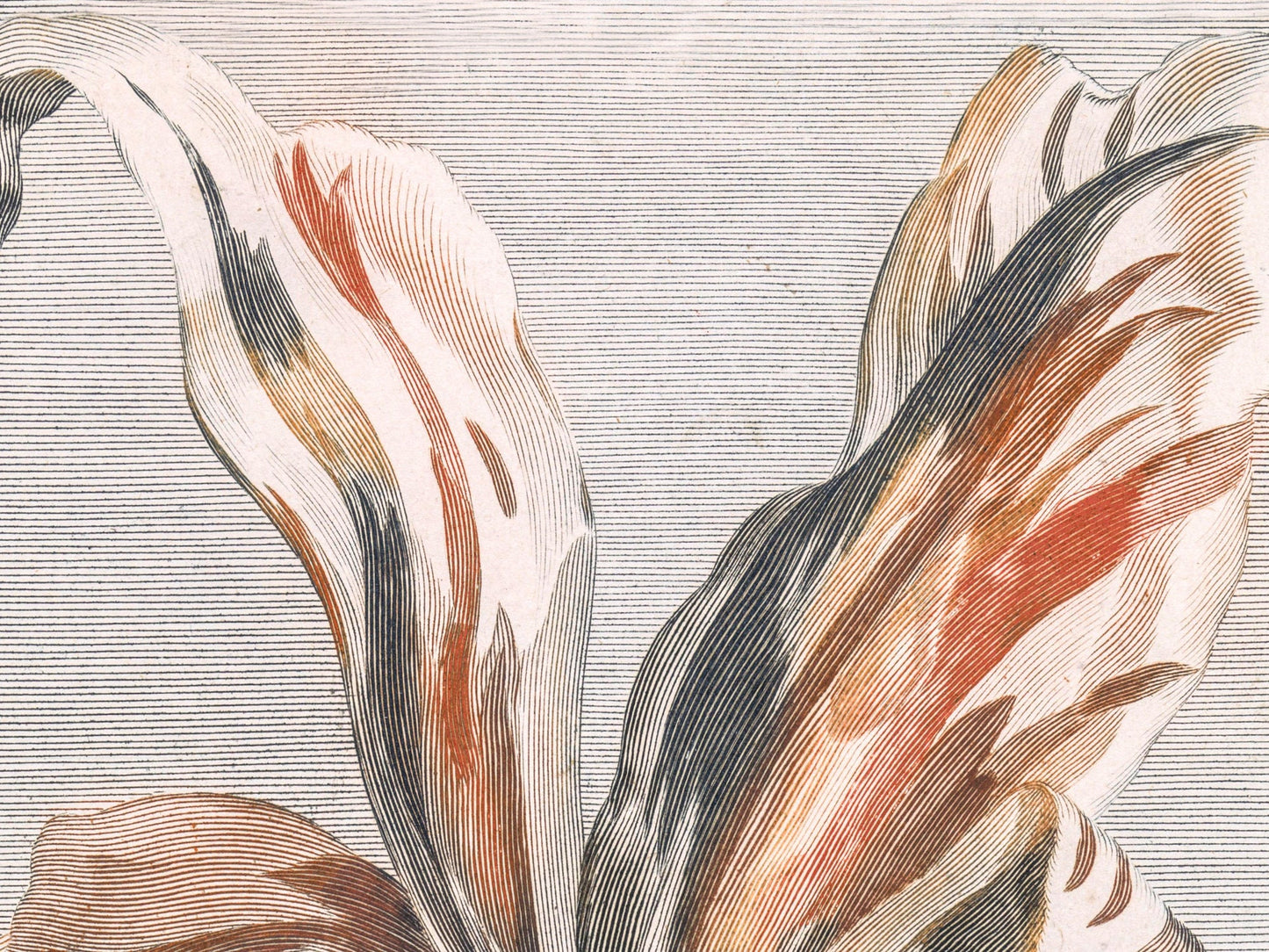 Botanical Vintage Tulip Art Print