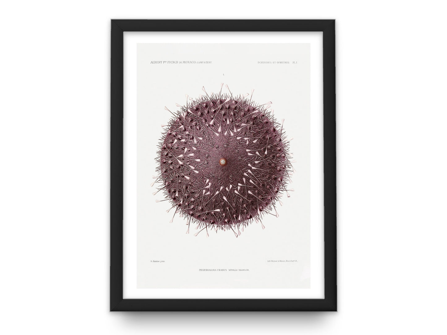 Vintage Sea Urchin Art Print