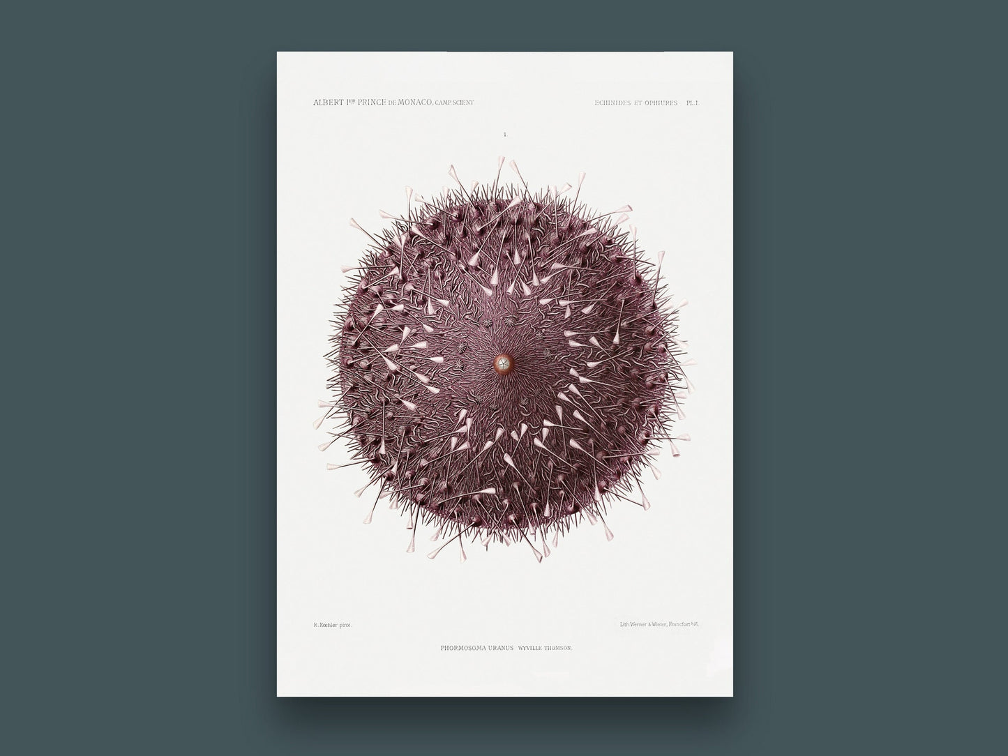 Vintage Sea Urchin Art Print