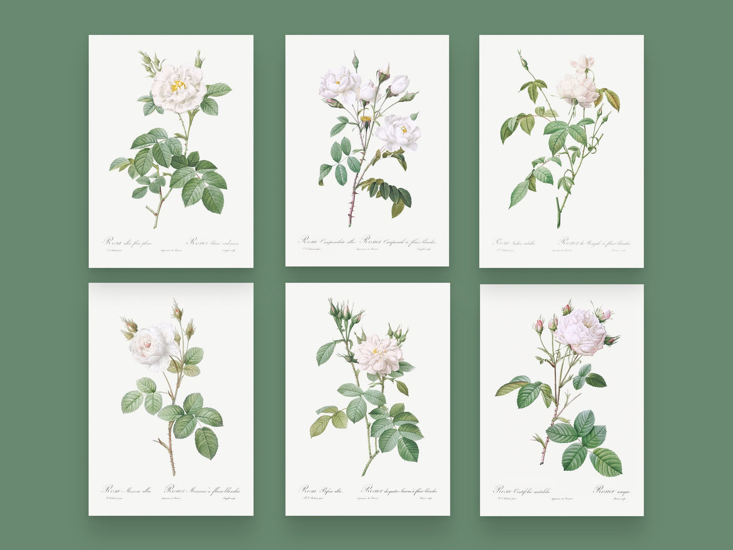 Botanical Vintage White Roses - Set of 6 Prints