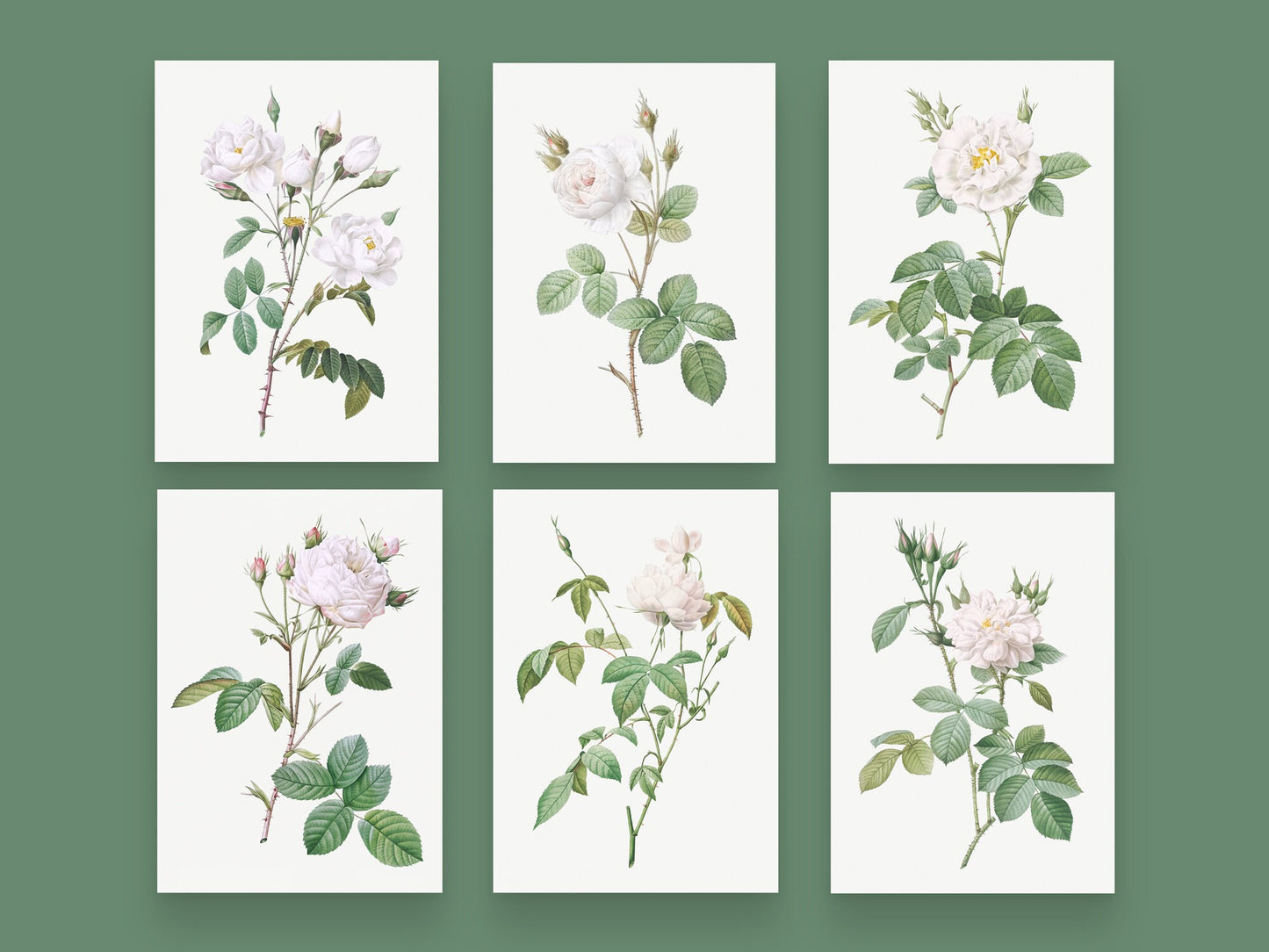 Botanical Vintage White Roses - Set of 6 Prints