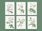 Botanical Vintage White Roses - Set of 6 Prints