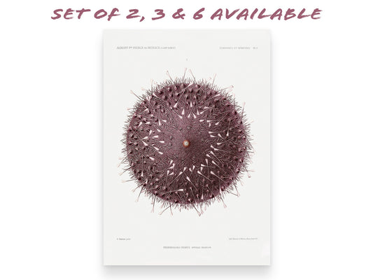 Vintage Sea Urchin Art Print