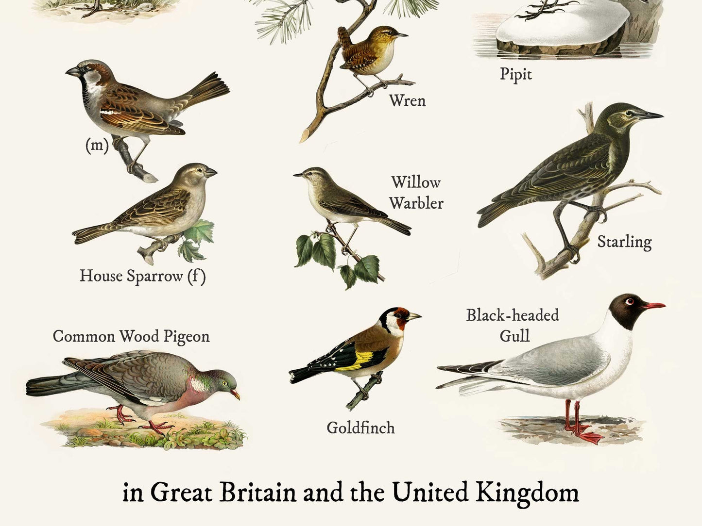 Vintage British Garden Birds - Most Common Birds Print