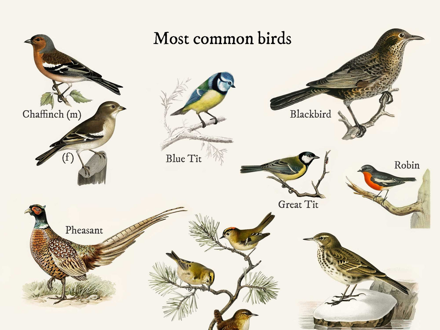 Vintage British Garden Birds - Most Common Birds Print