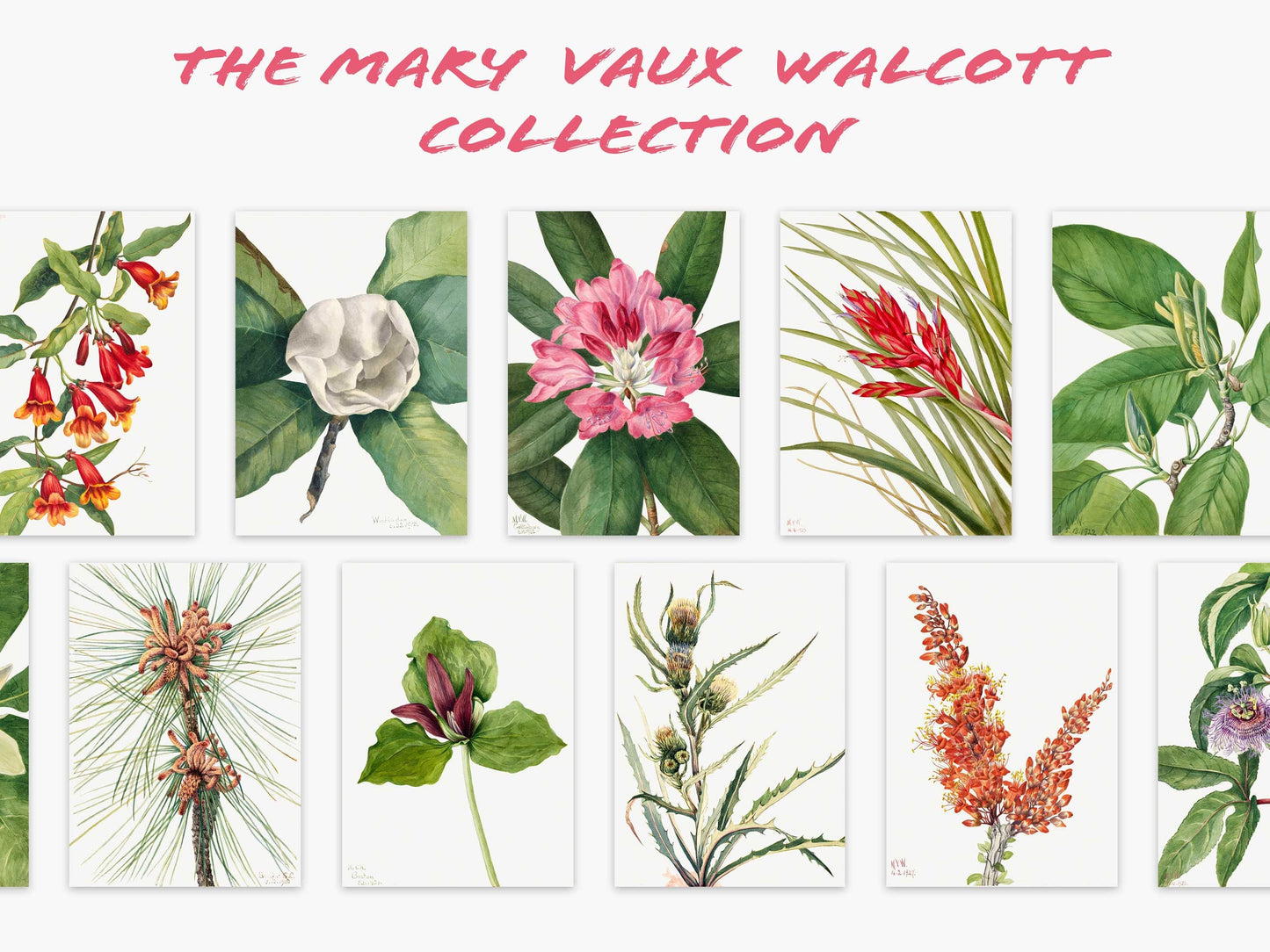 Botanical Vintage Thistle Art Print - The Mary Vaux Walcott Collection