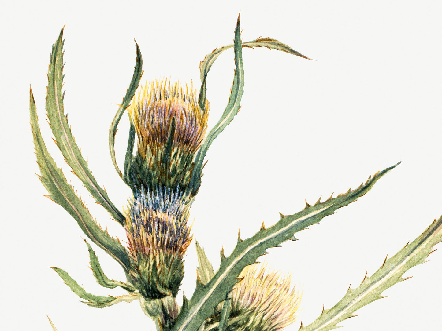 Botanical Vintage Thistle Art Print - The Mary Vaux Walcott Collection