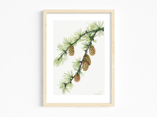 Botanical Vintage Larch Art Print - The Mary Vaux Walcott Collection