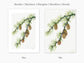 Botanical Vintage Larch Art Print - The Mary Vaux Walcott Collection