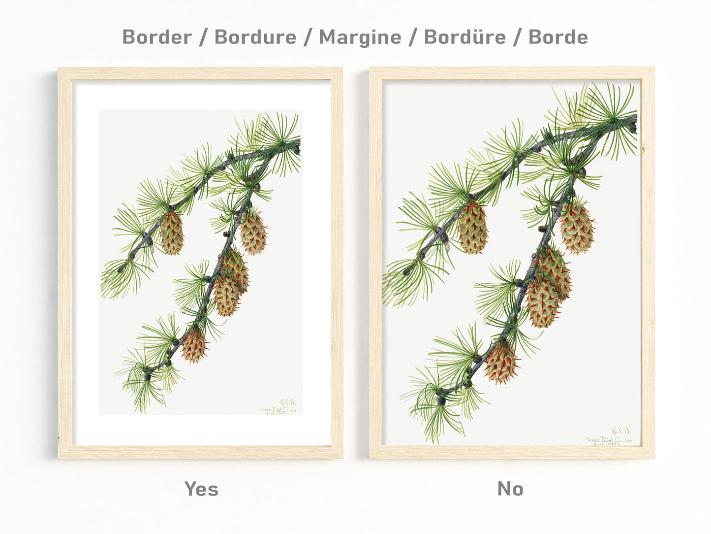 Botanical Vintage Larch Art Print - The Mary Vaux Walcott Collection