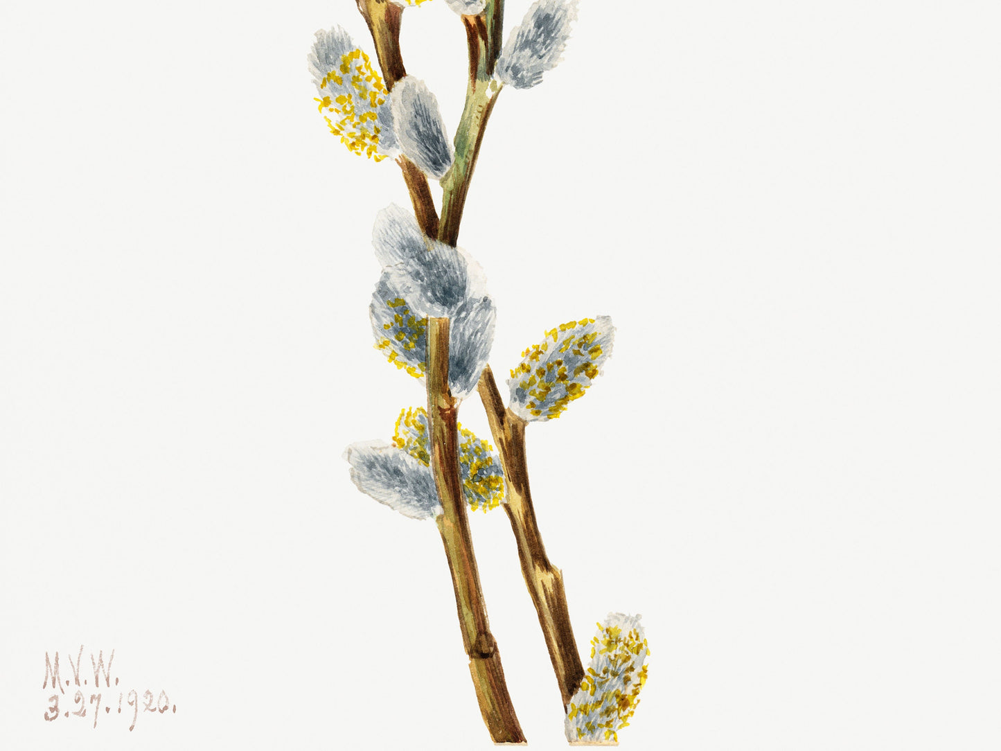 Botanical Vintage Willow Art Print - The Mary Vaux Walcott Collection