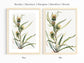 Botanical Vintage Thistle Art Print - The Mary Vaux Walcott Collection