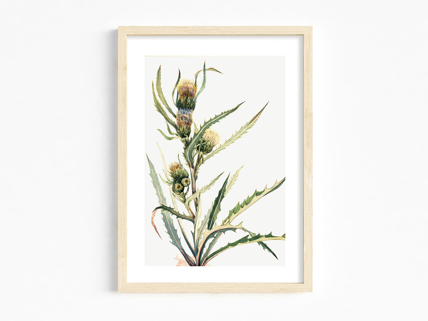 Botanical Vintage Thistle Art Print - The Mary Vaux Walcott Collection