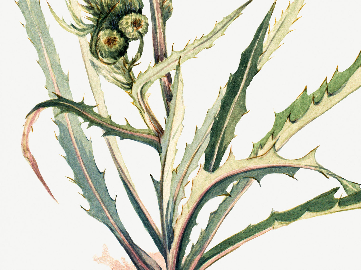 Botanical Vintage Thistle Art Print - The Mary Vaux Walcott Collection