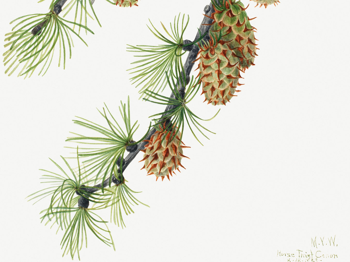 Botanical Vintage Larch Art Print - The Mary Vaux Walcott Collection