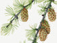 Botanical Vintage Larch Art Print - The Mary Vaux Walcott Collection