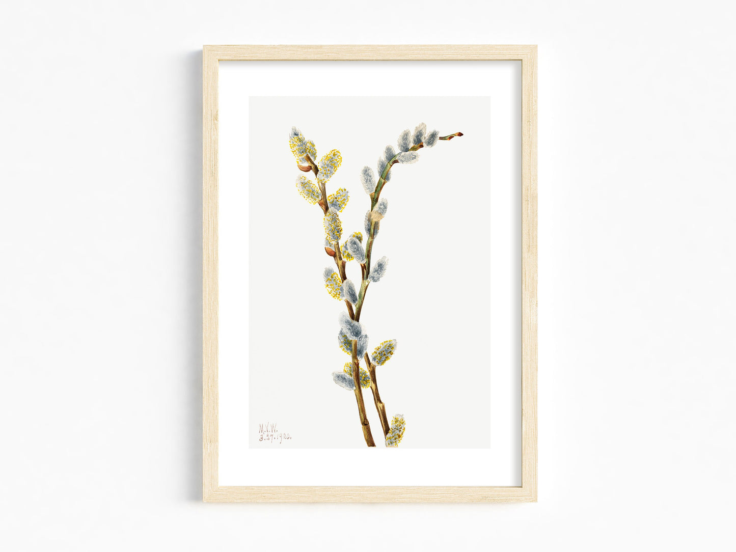 Botanical Vintage Willow Art Print - The Mary Vaux Walcott Collection